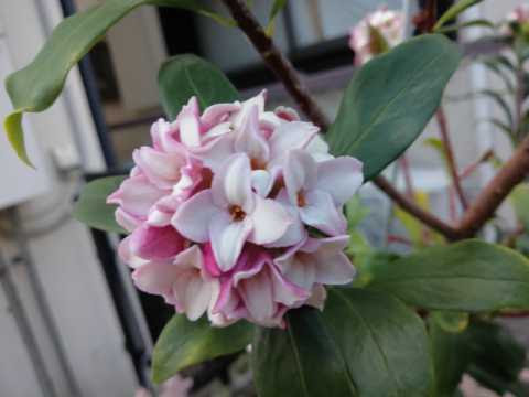 沈丁花の挿し木と新たな苗木 面倒くさがり屋の小さな暮らし