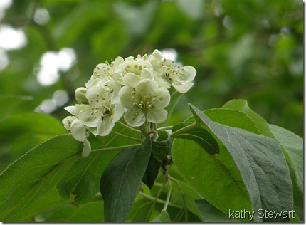 Pacific Choke Cherry blossom