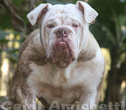 CACHORROS PERRO VIEJO British Bulldog, ORIGINAL BULLDOG, BrasilBulldogge .