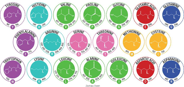 Aminoacidos y biologia