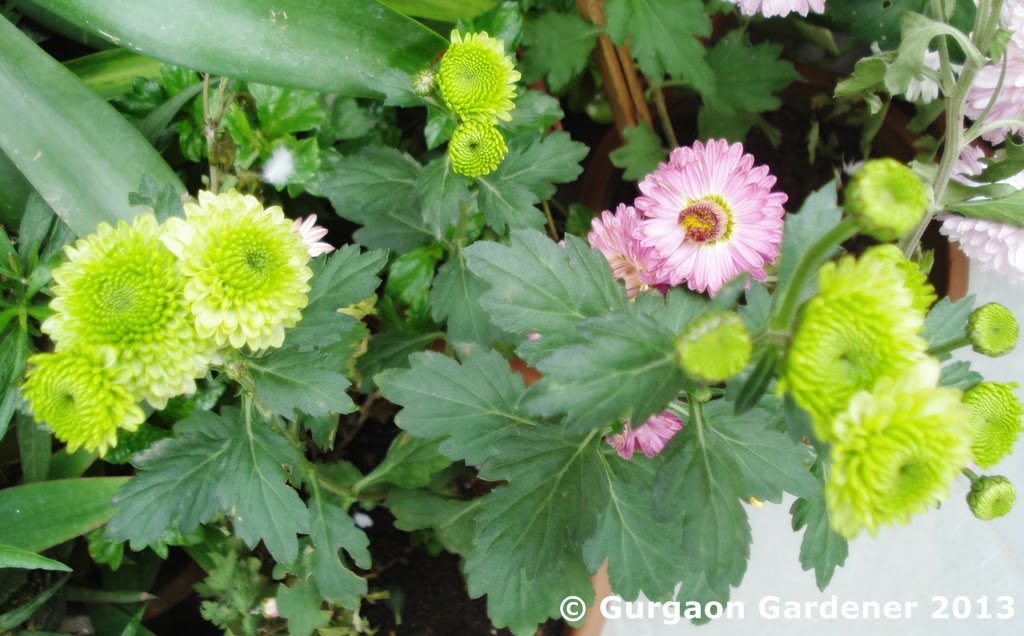 Gurgaon Gardener: Chrysanthemum, Garden Mums or Mums