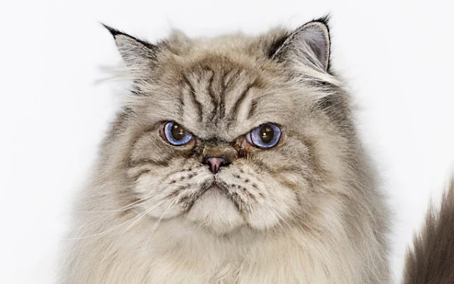 cat personality characteristics