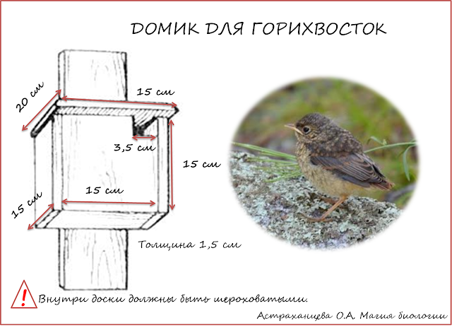 skvorechnik-dlja-gorihvostki