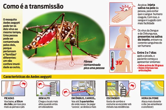 Chikungunya ou Dengue tanto faz, o combate continua contra o Aedes Aegypti