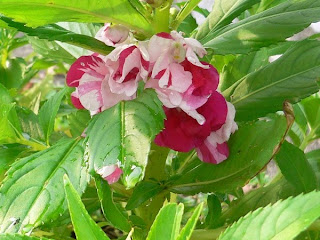 Impatiens balsamina Flowers