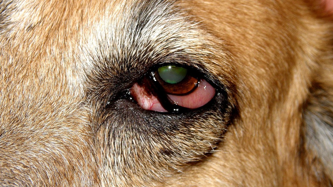 Dog Eye Injury Pictures