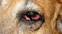 Dog Eye Injury Pictures