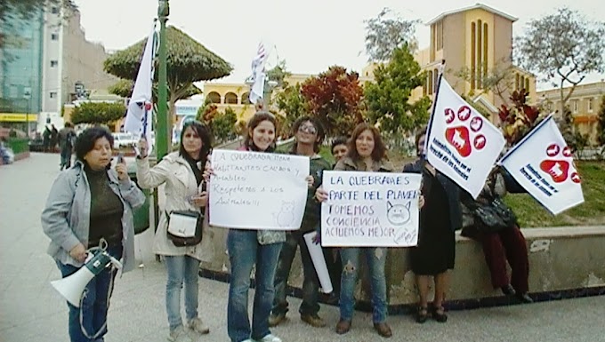 Activistas Protestan En El 'Festival Del Gato'.