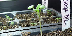 Sage Seedling, grow lights