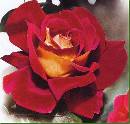 Rosa Kronenbourg