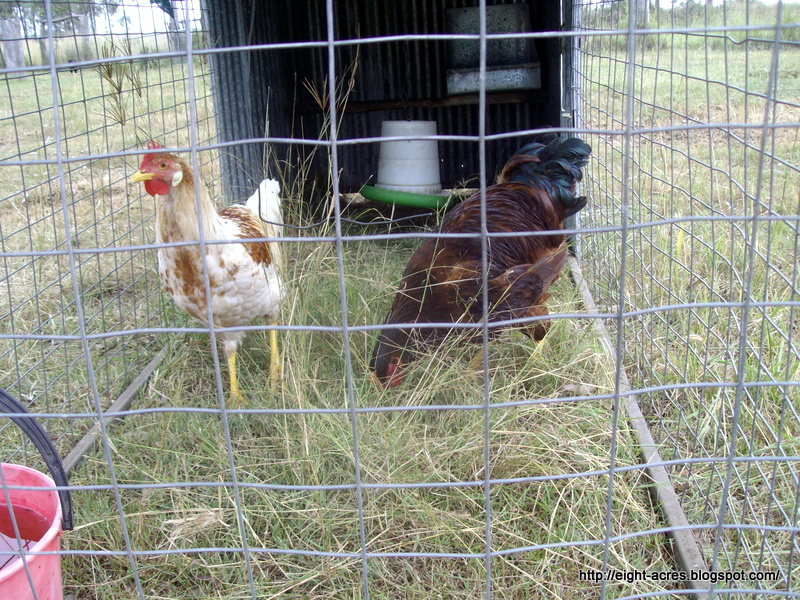  , AND LIFE ON THE ISLE OF MAN: DIY Homesteading: Chicken Tractors