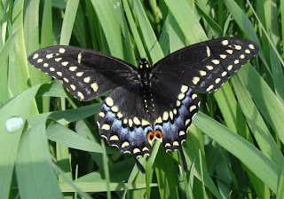 Black Swallowtail