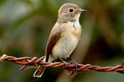 Red-breasted Flycatcher