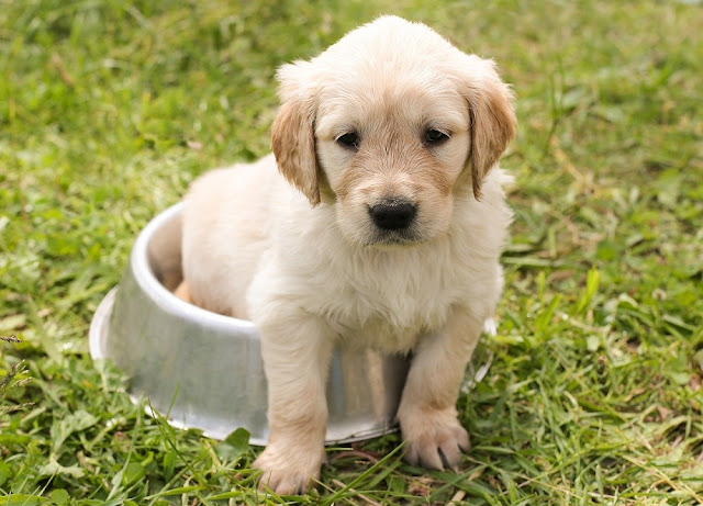 Can Dogs Eat Vegemite? Is Safe For Dogs Eat Vegemite?