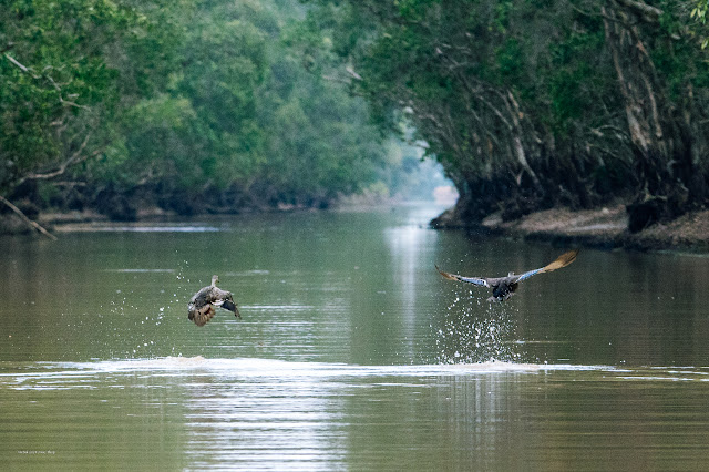 An Bui 2024 Dong Thap - Indian spot-billed duck (Vịt trời, Vịt mỏ đốm)