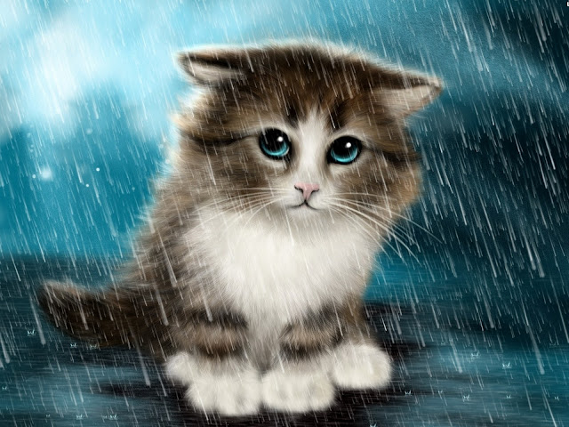 nice cat rain hd walllpaper