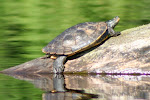 Lake wildlife