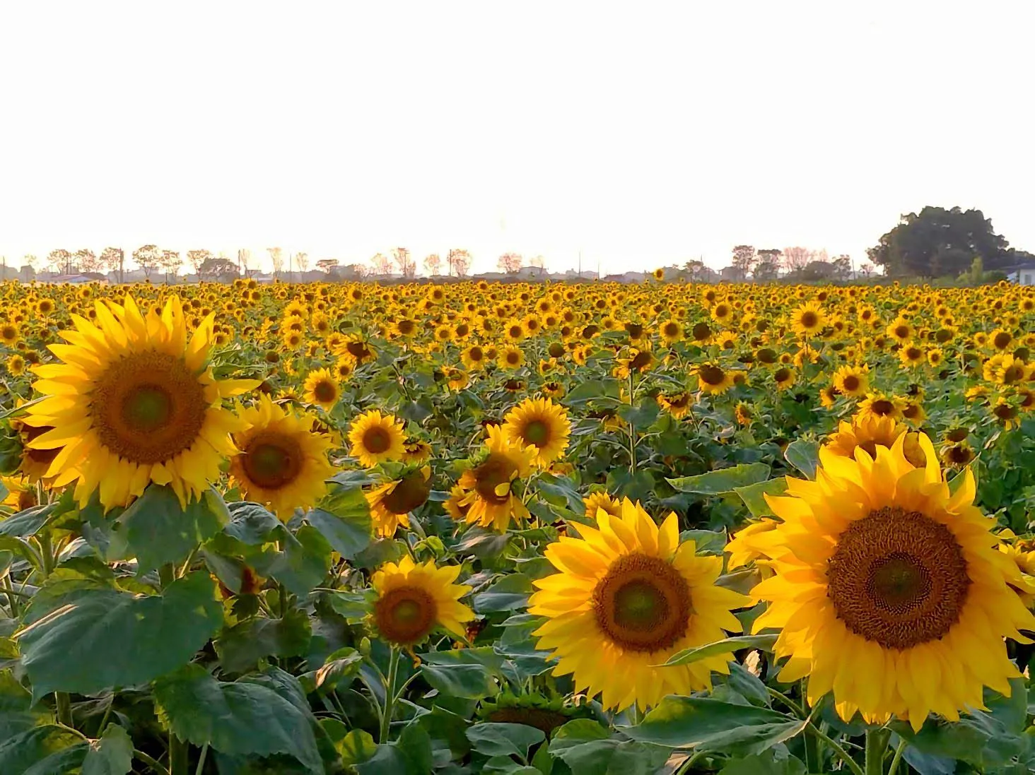 新營也有超美花海！｜姑爺里向日葵、波斯菊盛開～超～療～癒～