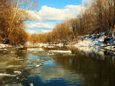winter steelhead on the rocky river