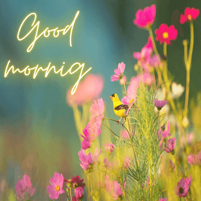 Latest Good Morning Quotes Free Download with Images