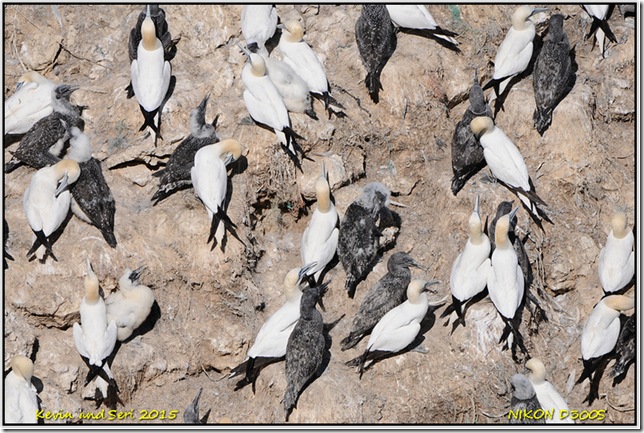 RSPB Bempton Cliffs - August