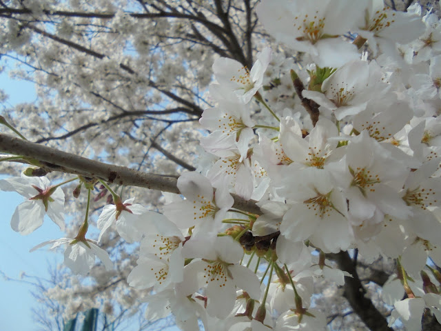 満開のソメイヨシノ桜