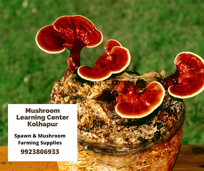 Ganoderma Mushrooms Effective against Recurrent Oral Ulceration (ROU) |  Mushrooms Vs Recurrent Oral Ulceration (ROU)