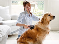Choosing A Good Vacuum Cleaner For Pet Hair