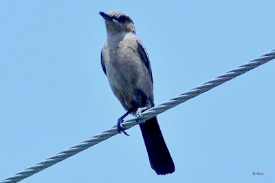 "Brown Rock Chat (Oenanthe fusca) perched on an electric cable. Small, brown bird with a pale throat and distinctive markings on its wings dressed in its mating plumage."