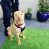 SORE-EYED SHAR-PEI COCO FINDS FOREVER HOME 