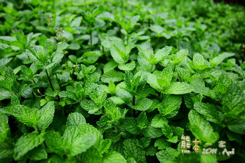 [新北三峽下午茶景觀餐廳] 花岩山林