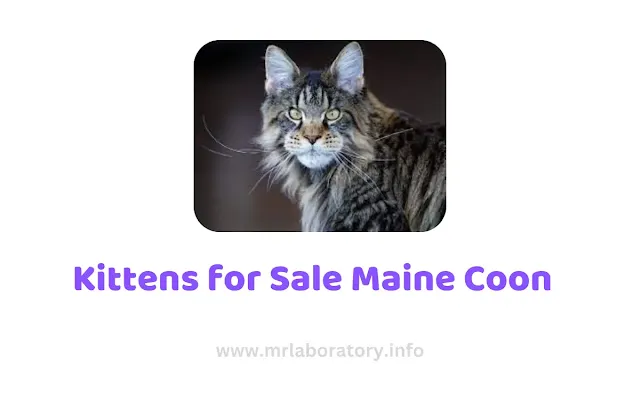 Kittens for Sale Maine Coon    - mrlaboratory.info