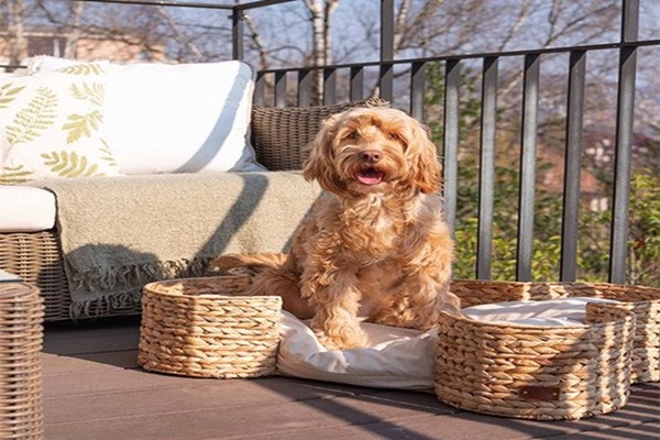 Seagrass Dog Baskets