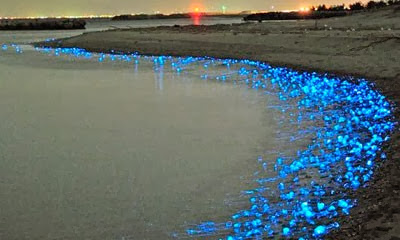 Ejemplos de bioluminiscencia en la costa