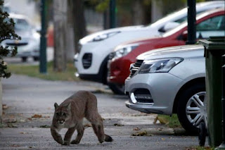 Effects of COVID-19 on our environment and Wildlife, puma roamed in Santiago,Chile