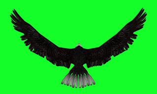 Eagle Free Green Screen