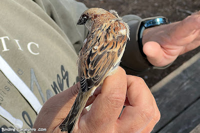 Pardal comú (Passer domesticus)