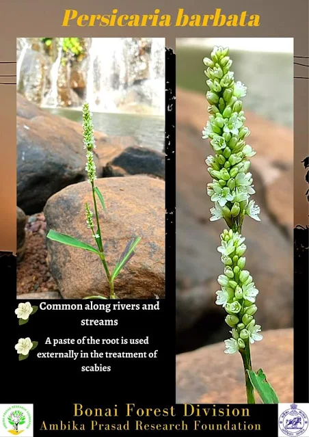 Wetland floraHabit - erect annual herb Habitat - wet areas Family - Polygonaceae Place - Bonaigarh