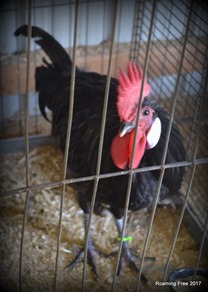Rooster