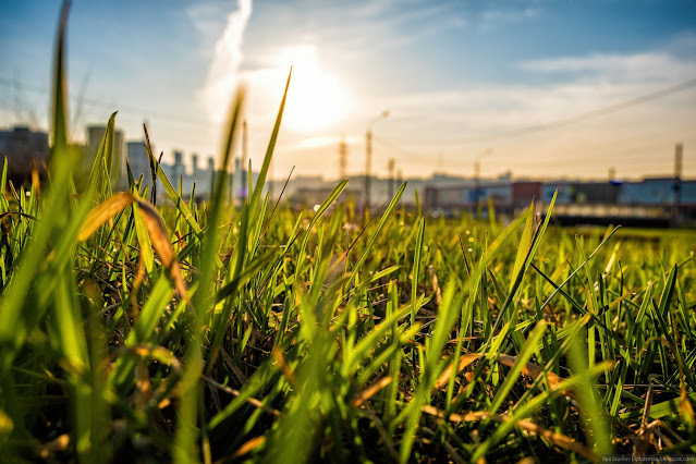 Свежая трава газона в лучах утреннего Солнца
