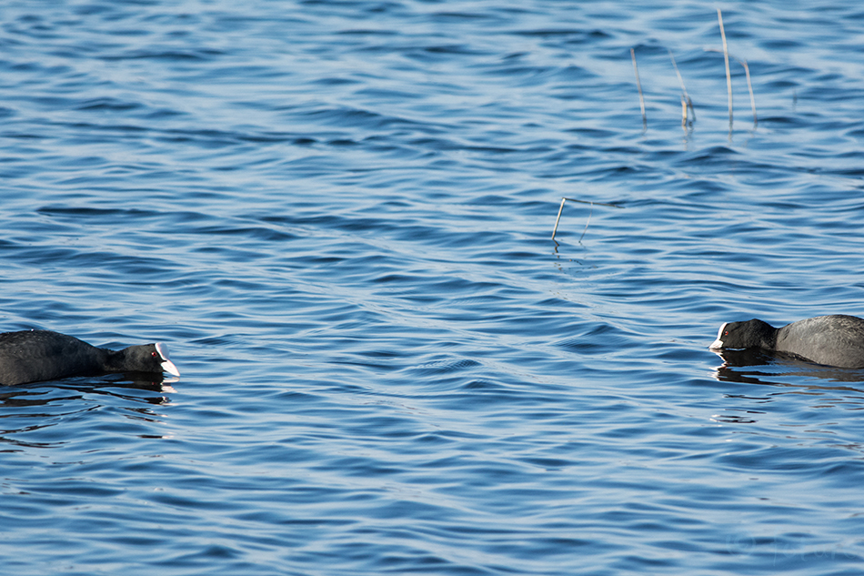 Lauk, Fulica atra, Common Coot, Black, Eurasian