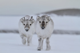 Funny animals of the week - 27 December 2013 (40 pics), baby reindeer pic