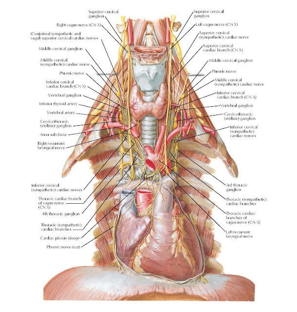 Nerves of Thorax Anatomy