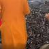 Hàng ngàn con cá trê đen nổi đặc sệt trên mặt nước ở Thiền Viện Trúc Lâm An Giang