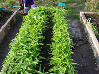 Ipomoea Aquatica Garden