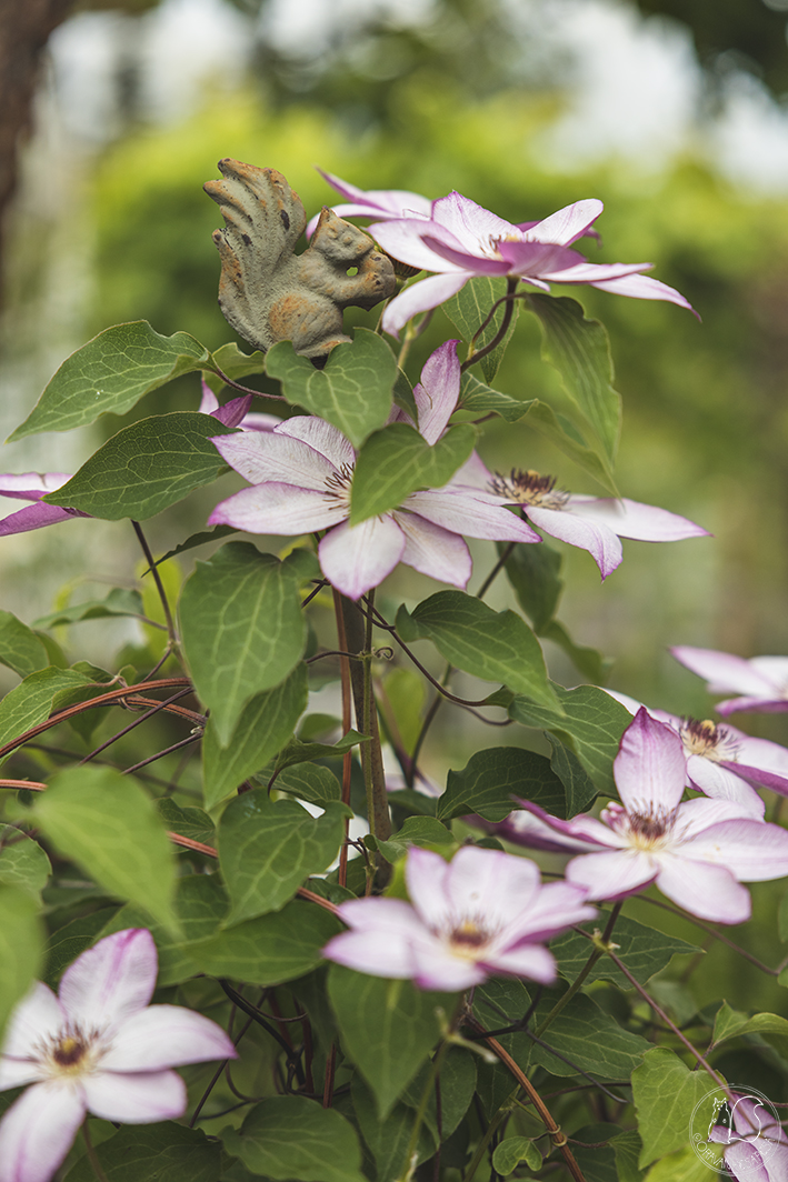 Loistokärhö 'Omoshiro'.