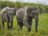 Gazette issued establishing ‘Hambantota Managed Elephant Reserve’.