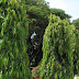 अशोक का वृक्ष - ashoka tree