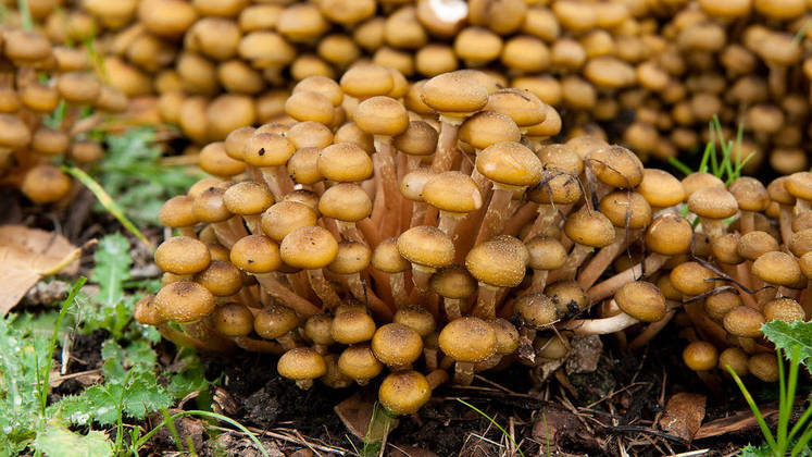 honey mushroom, honey fungus, armillaria, honey mushrooms, honey mushroom fungus, honey fungus mushroom, amarilla mushroom, honey fungi, armillaria fungus, armillaria fungi, armillaria mushroom, the honey mushroom, honeycup mushrooms, honey fungus edible, honey cap mushroom, mushroom honey, the honey fungus, armillaria species, honey mushroom edible, honey fungus roots,