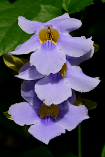 Purple Flowers